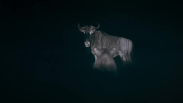 Lions Looking Hunt Prey Walking Forward Night Scene Middle African — Stock Video