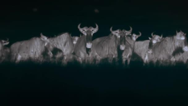 Wildebeests Close Night Scene Middle African Savanna Tanzania Heat Detecting — Wideo stockowe