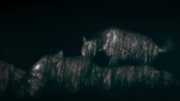 Güçlü Sırtlan Kabilesi Afrika Savanasının Ortasında Gece Vakti Aslanlardan Avlarını — Stok video