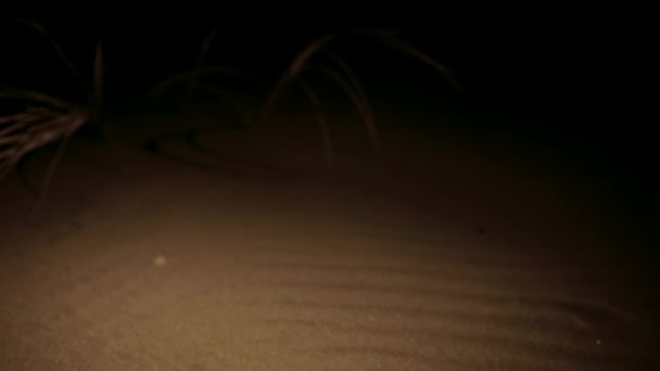 Closeup White Lady Huntsman Spider Night Scene Sonoran Desert Saguaro — Stock videók