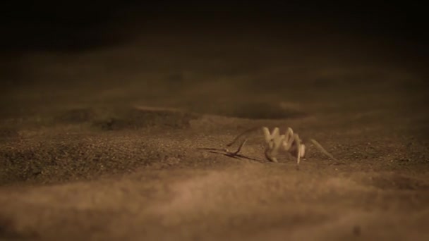 Primer Plano Una Mujer Blanca Cazadora Arañas Escena Nocturna Desierto — Vídeos de Stock