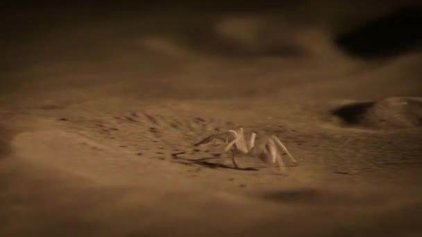 Closeup White Lady Huntsman Spider Night Scene Sonoran Desert Saguaro — Videoclip de stoc