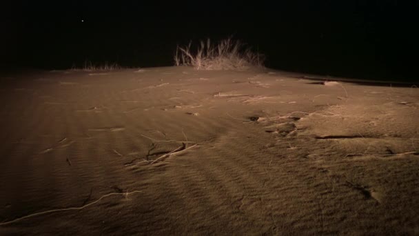 Primer Plano Una Mujer Blanca Cazadora Arañas Escena Nocturna Desierto — Vídeo de stock