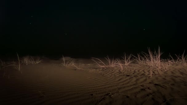 Paisaje Del Desierto Sonora Por Noche Parque Nacional Saguaro Arizona — Vídeos de Stock