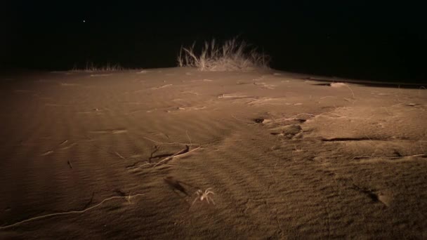 米国アリゾナ州サガロ国立公園ソノラン砂漠の夜のシーンで白い女性ハンタースパイダーの閉鎖 — ストック動画