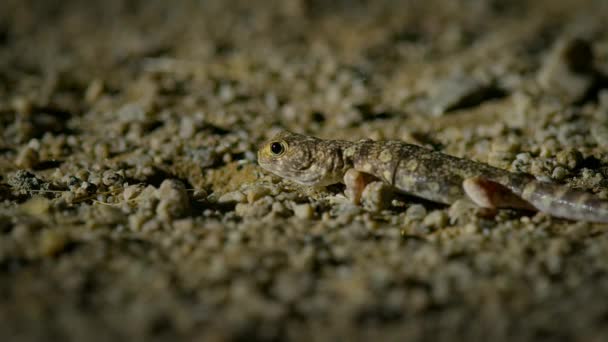 Bachelor Gecko Night Sonoran Desert Saguaro National Park Arizona Usa — Stock Video