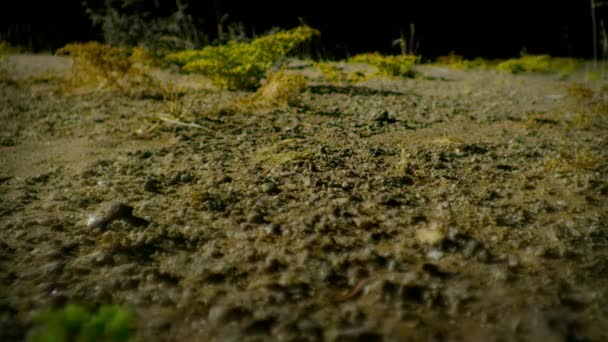 米国アリゾナ州サガロ国立公園ソノラン砂漠の夜の学士ゲッコ — ストック動画