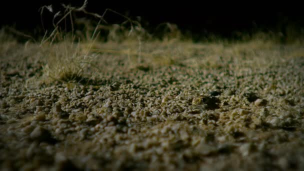 Bachelor Gecko Night Sonoran Desert Saguaro National Park Arizona Usa — 图库视频影像