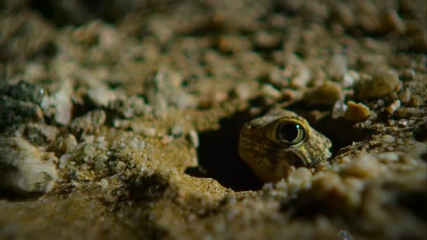 Bachelor Gecko Night Sonoran Desert Saguaro National Park Arizona Usa — Video Stock