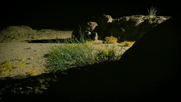 Sonoran Desert Landscape Night Scene Saguaro National Park Arizona Usa — Stok video