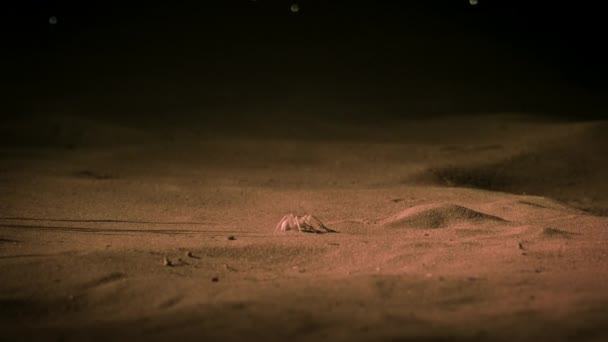 Closeup White Lady Huntsman Spider Night Scene Sonoran Desert Saguaro — Stock videók