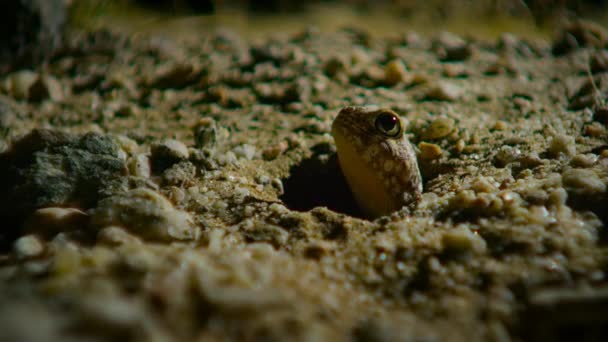 Bachelor Gecko Night Sonoran Desert Saguaro National Park Arizona Estados — Vídeos de Stock