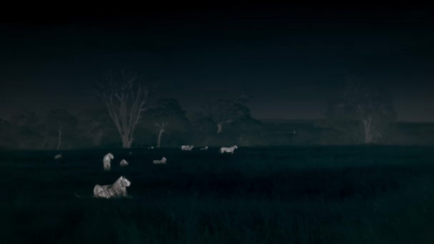 Lions Stalking Hunt Prey Night Scene Middle African Savanna Tanzania — Vídeos de Stock