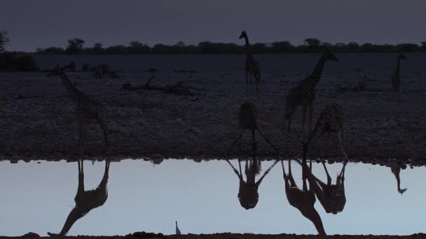 Group Giraffe Drinking Water Oasis Night Scene Middle African Savanna — ストック動画