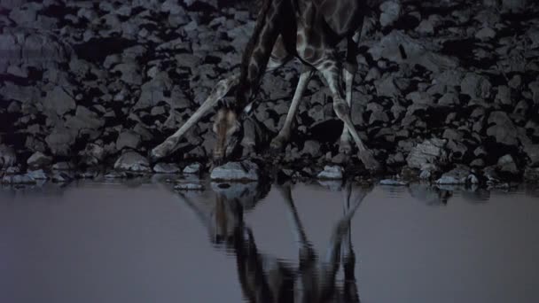 Group Giraffe Drinking Water Oasis Night Scene Middle African Savanna — Stockvideo