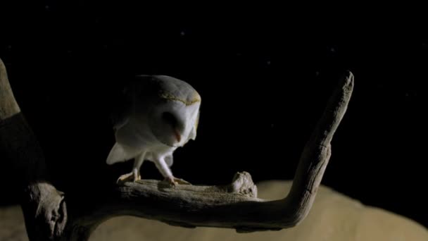 Barn Owl Finding Prey Night Namib Desert Namibia South Africa — Wideo stockowe