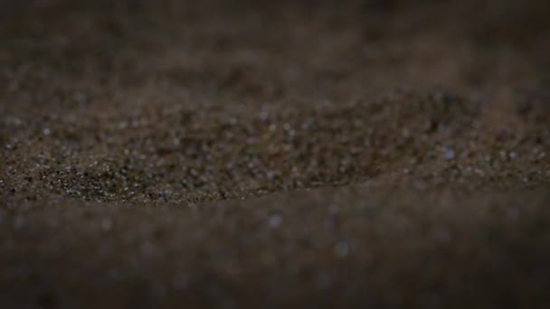 Golden Mole Moving Red Sand Dunes Namib Desert Night Scene — Stock videók