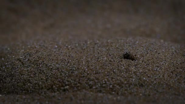 Golden Mole Moving Red Sand Dunes Namib Desert Night Scene — Wideo stockowe