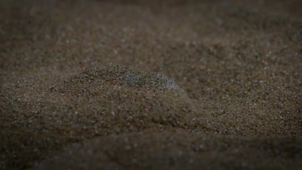 Golden Mole Moving Red Sand Dunes Namib Desert Night Scene — Stock Video