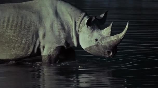 Group Black Rhino Drinking Water Oasis Night Scene Middle African — стоковое видео