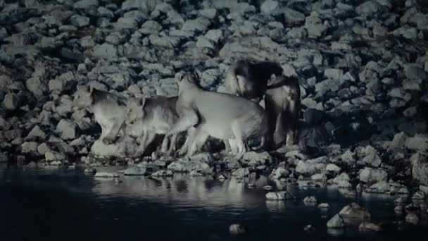 Grupo Leones Bebiendo Agua Oasis Escena Nocturna Medio Sabana Africana — Vídeos de Stock