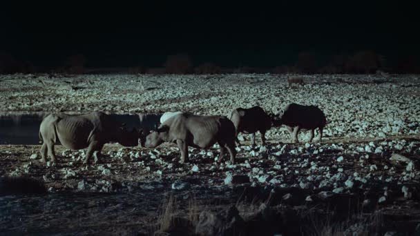 アフリカのサバンナの真ん中の夜のシーンのオアシスで黒いRhinoの飲料水のグループ タンザニア — ストック動画