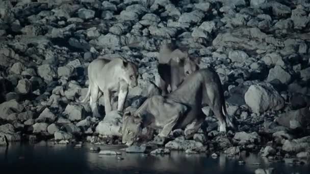 Group Lions Drinking Water Oasis Night Scene Middle African Savanna — Vídeo de Stock