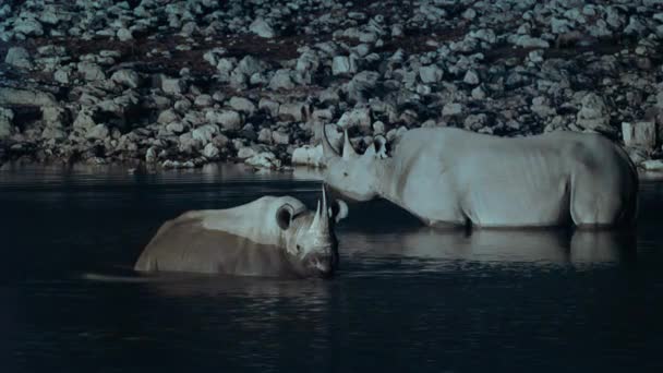 Grupo Rinoceronte Negro Bebiendo Agua Oasis Escena Nocturna Medio Sabana — Vídeo de stock