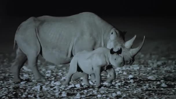 Group Black Rhino Drinking Water Oasis Night Scene Middle African — 图库视频影像