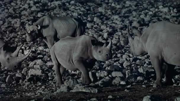 Group Black Rhino Drinking Water Oasis Night Scene Middle African — Video Stock