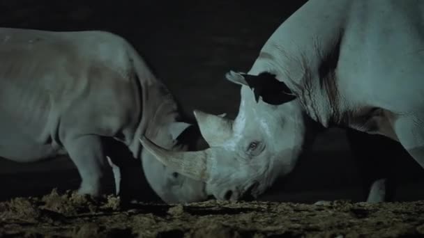Grupo Rinoceronte Negro Bebiendo Agua Oasis Escena Nocturna Medio Sabana — Vídeos de Stock