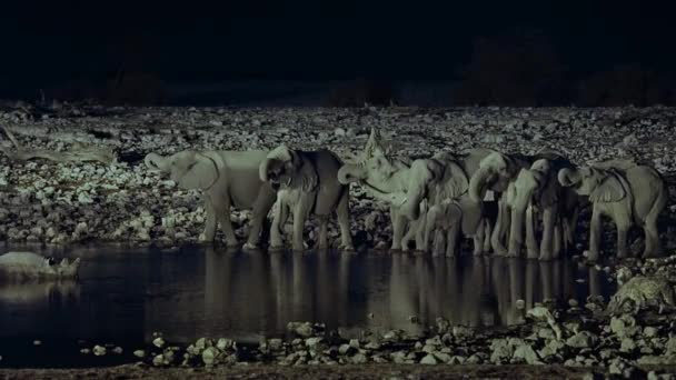 Group Elephant Drinking Water Oasis Night Scene Middle African Savanna — Stock video