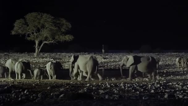 Μια Ομάδα Ελεφάντων Πόσιμο Νερό Όαση Νύχτα Σκηνή Στη Μέση — Αρχείο Βίντεο