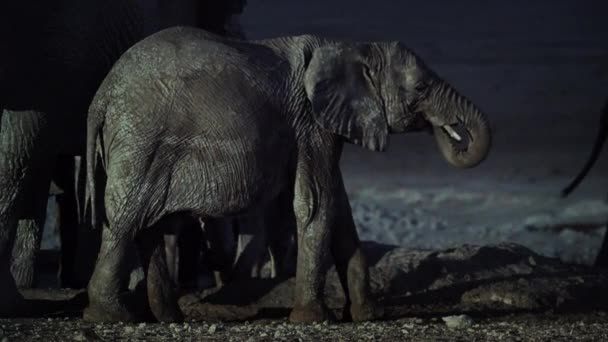 Group Elephant Drinking Water Oasis Night Scene Middle African Savanna — 图库视频影像