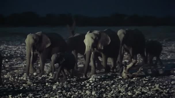 Group Elephant Drinking Water Oasis Night Scene Middle African Savanna — Stock video