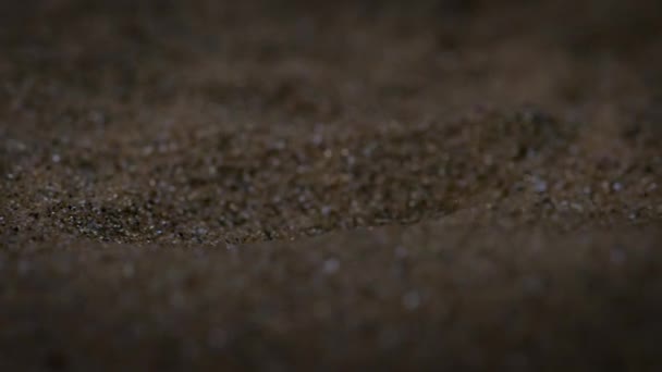 Golden Mole Moving Red Sand Dunes Namib Desert Night Scene — Stock videók