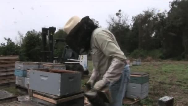 Nov 2016 Apiarist Removing Honeycomb Bees Examination Experienced Beekeeper Apiculture — Vídeo de Stock