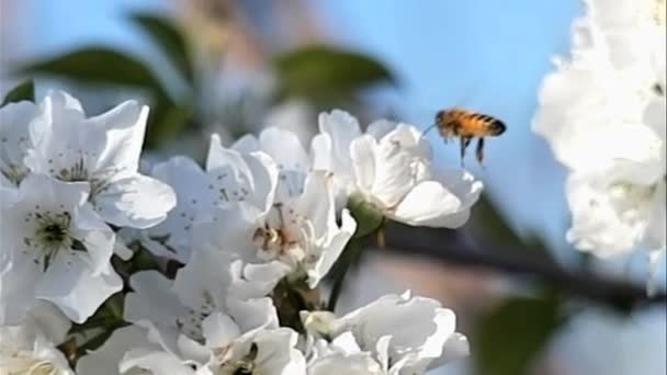 Close Bees Flying Slow Motion — Vídeo de Stock