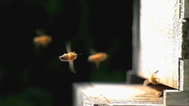 Close Bees Flying Slow Motion — Vídeo de Stock