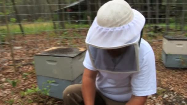 Nov 2016 Apiarist Removing Honeycomb Bees Examination Experienced Beekeeper Apiculture — стоковое видео