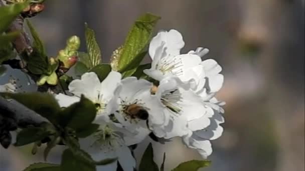 Close Bees Flying Slow Motion — Stock video