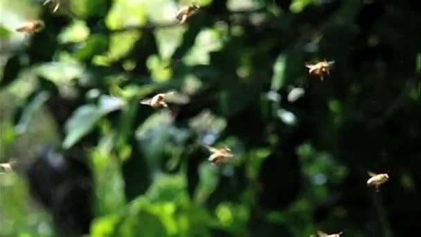 Close Bees Flying Slow Motion — Vídeo de stock