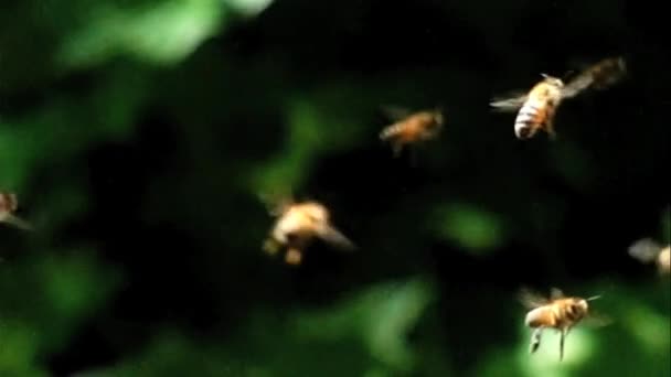 Close Bees Flying Slow Motion — Vídeo de Stock