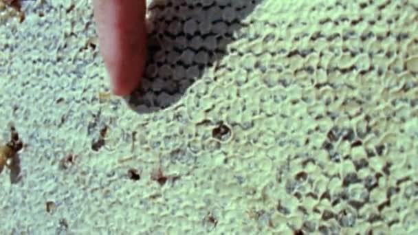 Beekeeper Extracting Craft Fresh Honey Honeycomb Finger — стоковое видео