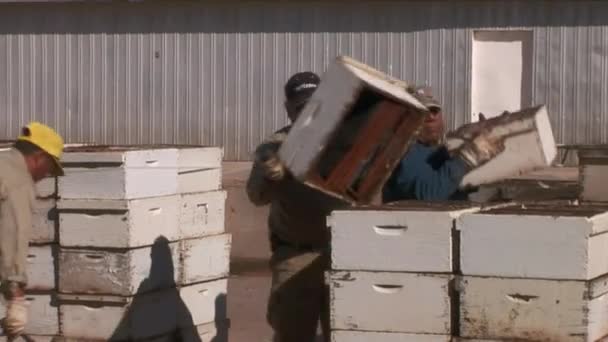 Nov 2016 Transportasi Kotak Sarang Lebah Oleh Forklift Dan Truk — Stok Video
