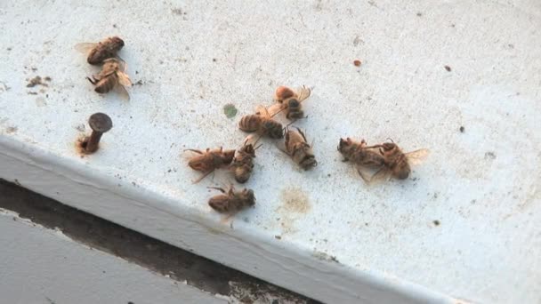 死んだ労働者のミツバチの多くが閉じます ミツバチの害虫と病気 — ストック動画
