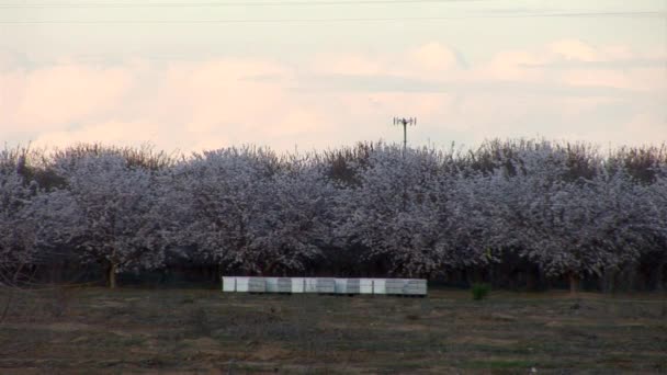 Honey Bee Hives Standing Trees Spring Garden — Vídeo de Stock