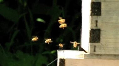 Close up of Bees flying , slow-motion.