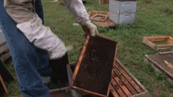 Nov 2016 Apiarist Removing Honeycomb Bees Examination Experienced Beekeeper Apiculture — Wideo stockowe