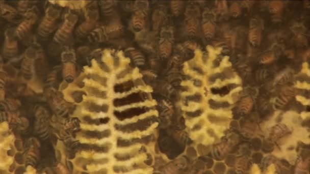 蜂の巣の中だ ハニカムを閉めろ 蜂の巣マクロのコロニー バスの中の蜂蜜 — ストック動画